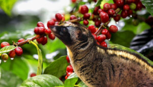 coffee plantation luwak bali