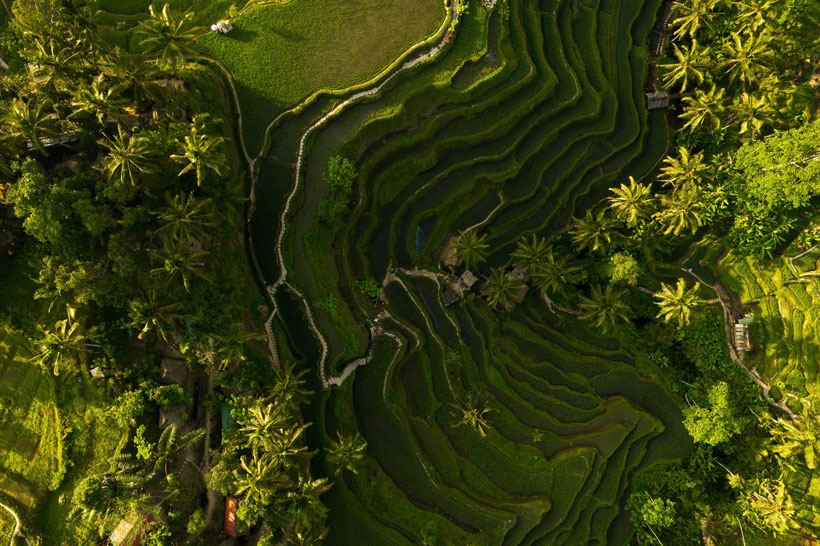 tegalalang ubud bali